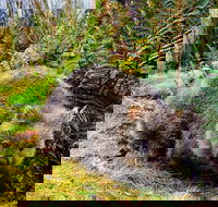 Cradle Mountain National Park Day Tour from Launceston - Accommodation Newcastle