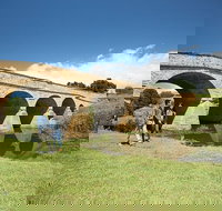 Bonorong Wildlife Park and Richmond Afternoon Tour from Hobart - Accommodation Newcastle