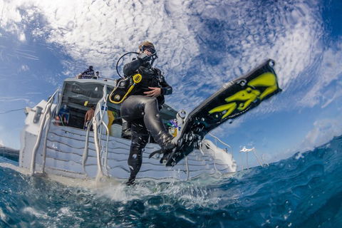 Silverswift Outer Great Barrier Reef Dive And Snorkel Cruise From Cairns - Accommodation Newcastle 1
