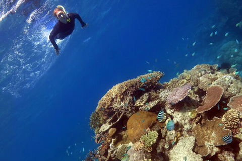 Silverswift Outer Great Barrier Reef Dive And Snorkel Cruise From Cairns - Accommodation Newcastle 3