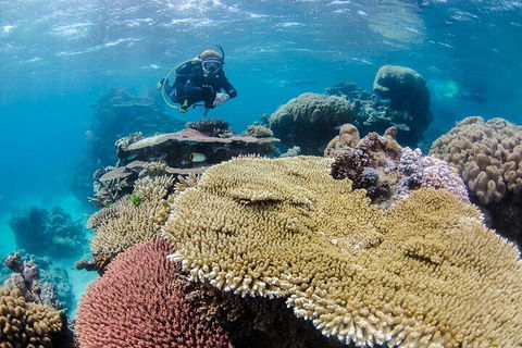 Silverswift Outer Great Barrier Reef Dive And Snorkel Cruise From Cairns - Accommodation Newcastle 5