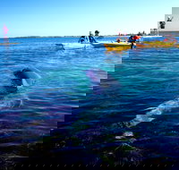 Penguin and Seal Islands Sea Kayaking Experience - Accommodation Newcastle