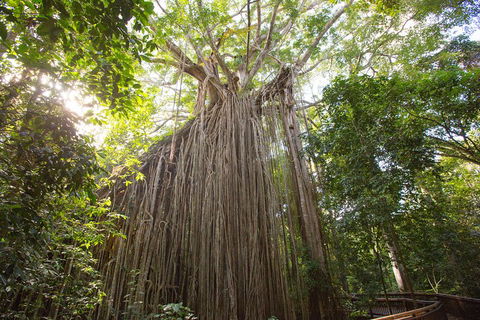 Double Pack-Ancient Rainforest And Waterfalls! - Accommodation Newcastle 5