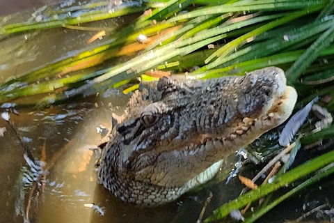 Litchfield Park Adventures And Jumping Crocodile Cruise + Butterfly Farm - Accommodation Newcastle 4