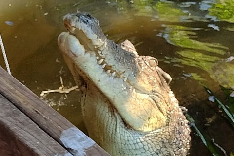 Litchfield Park Adventures And Jumping Crocodile Cruise + Butterfly Farm - Accommodation Newcastle 5