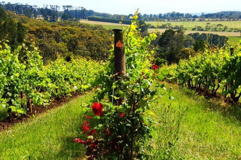 Mornington Peninsula Sightseeing Tour For 2-6 Guests. - Accommodation Newcastle 3