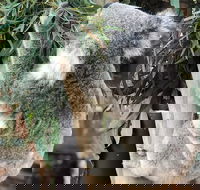 Private Blue Mountains and Wildlife Park Tour from Sydney with Barbecue Lunch - Accommodation Newcastle