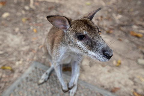 2 Day Daintree Rainforest, Cape Tribulation And Outback Chillagoe Tour - Accommodation Newcastle 4