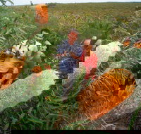 Best of Perth Wildflower Season Day Trip - Accommodation Newcastle