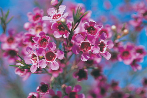 Best Of Perth Wildflower Season Day Trip - Accommodation Newcastle 1