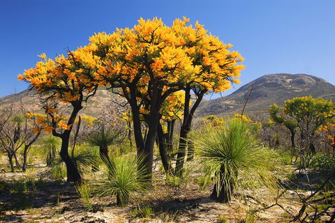 Best Of Perth Wildflower Season Day Trip - Accommodation Newcastle 3