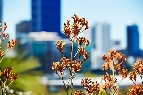 Best Of Perth Wildflower Season Day Trip - Accommodation Newcastle 4