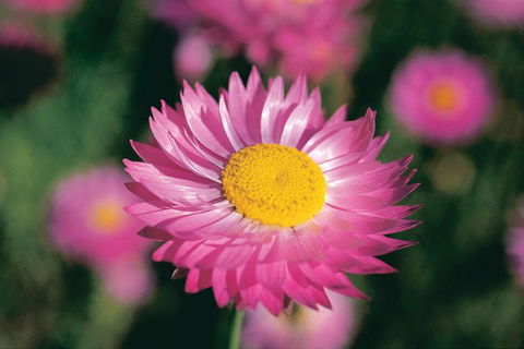 Best Of Perth Wildflower Season Day Trip - Accommodation Newcastle 5