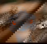 Currumbin Wildlife Sanctuary General Entry Ticket - Accommodation Newcastle