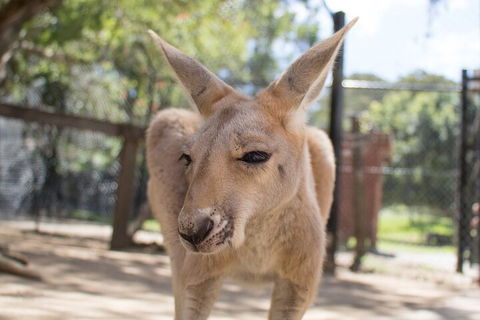Currumbin Wildlife Sanctuary General Entry Ticket - Accommodation Newcastle 2