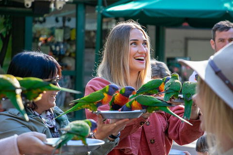 Currumbin Wildlife Sanctuary General Entry Ticket - Accommodation Newcastle 3
