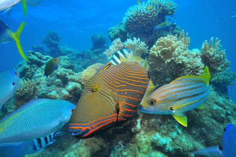 Fly To Green Island - Cruise Return - Accommodation Newcastle 1