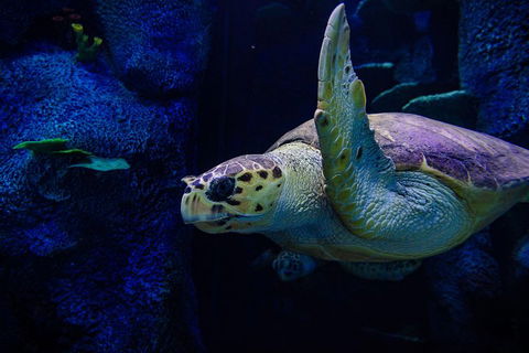 Sydney Attractions Pass: SEA LIFE Aquarium, Sydney Tower Eye, WILD LIFE Zoo And Madame Tussauds - Accommodation Newcastle 1