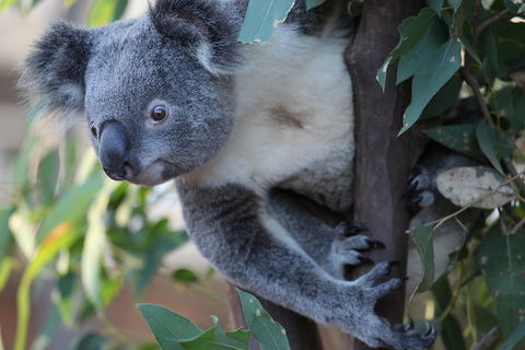 Sydney Attractions Pass: SEA LIFE Aquarium, Sydney Tower Eye, WILD LIFE Zoo And Madame Tussauds - Accommodation Newcastle 2