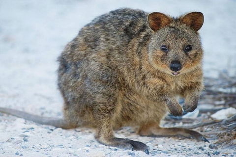 Rottnest Island Bayseeker Day Trip From Perth - Accommodation Newcastle 2