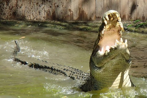 Hartley's Crocodile Adventures Day Trip From Palm Cove - Accommodation Newcastle 3