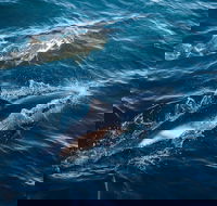 Sydney Whale-Watching Cruise - Accommodation Newcastle