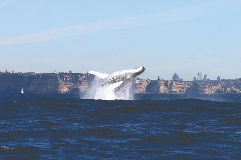Sydney Whale-Watching Cruise - Accommodation Newcastle 3