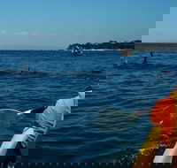 Mornington Peninsula Kayak Coastline Tour of Dolphin Sanctuary - Accommodation Newcastle