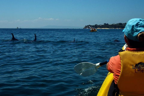 Mornington Peninsula Kayak Coastline Tour Of Dolphin Sanctuary - Accommodation Newcastle 0