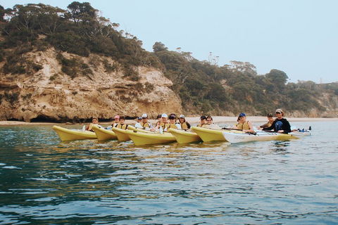 Mornington Peninsula Kayak Coastline Tour Of Dolphin Sanctuary - Accommodation Newcastle 4