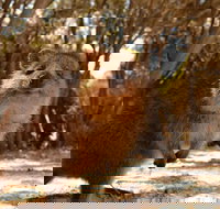 Wave Rock  Rottnest Island - Air  Ground Tour - Accommodation Newcastle