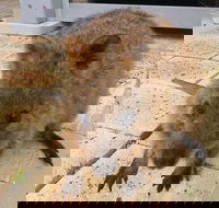 Wave Rock Pinnacles and Rottnest One Day Aeroplane Tour - Accommodation Newcastle