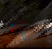 Alice Springs Desert Park Nocturnal Tour - Accommodation Newcastle