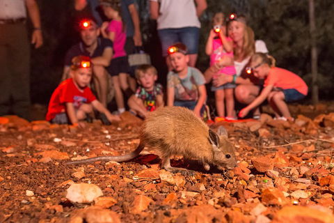 Alice Springs Desert Park Nocturnal Tour - Accommodation Newcastle 1