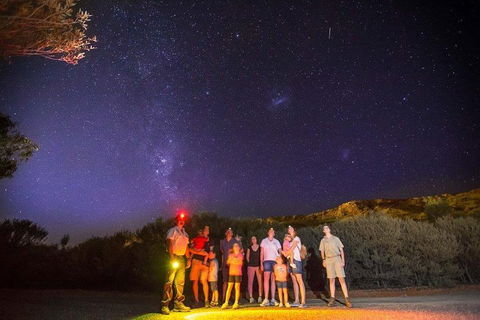 Alice Springs Desert Park Nocturnal Tour - Accommodation Newcastle 2