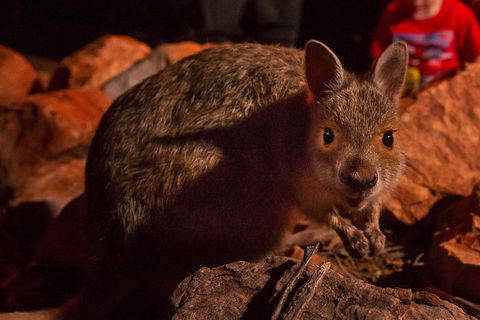 Alice Springs Desert Park Nocturnal Tour - Accommodation Newcastle 3