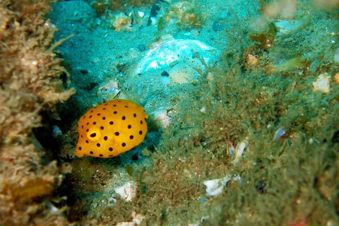 Wave Break Island Scuba Diving On The Gold Coast - Accommodation Newcastle 3