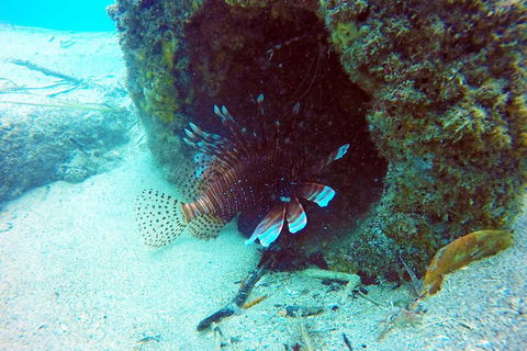 Wave Break Island Scuba Diving On The Gold Coast - Accommodation Newcastle 5