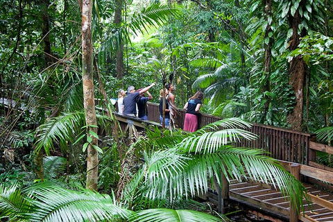 Full Day Daintree Rainforest And Mossman Gorge Tour - Accommodation Newcastle 1