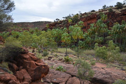 Palm Valley And Hermannsburg 1 Day 4WD Tour - Accommodation Newcastle 4