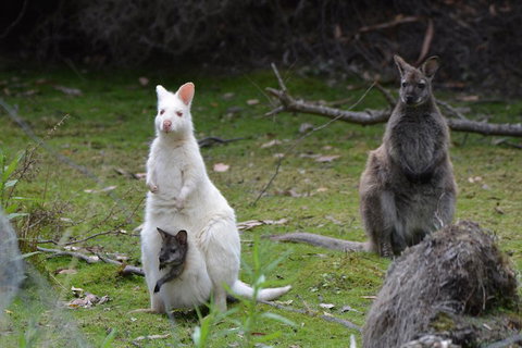 Full-Day Guided Bruny Island Tour From Hobart - Accommodation Newcastle 0