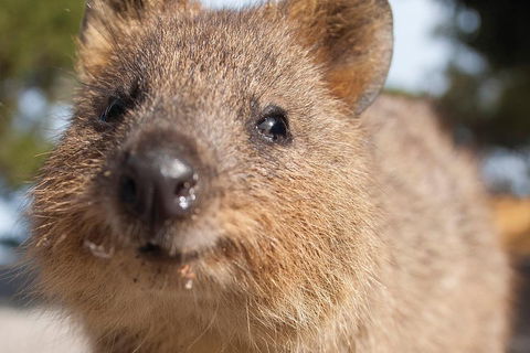 Seaplane Flights Perth To Rottnest Island And Return - Accommodation Newcastle 2