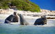 Dolphin, Penguin And Sea Lion Cruise - thumb 0