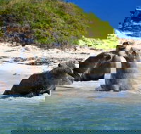 Dolphin Penguin and Sea Lion Cruise - Accommodation Newcastle