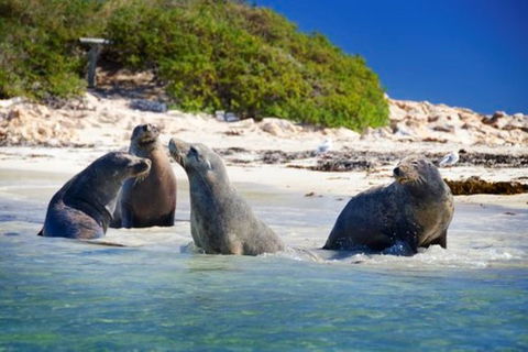 Dolphin, Penguin And Sea Lion Cruise - Accommodation Newcastle 0