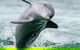 Dolphin, Penguin And Sea Lion Cruise - thumb 2