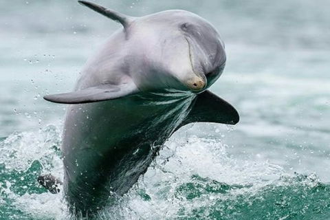 Dolphin, Penguin And Sea Lion Cruise - Accommodation Newcastle 2