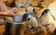 Dolphin, Penguin And Sea Lion Cruise - thumb 3