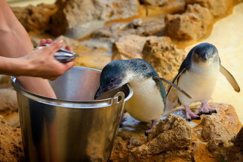 Dolphin, Penguin And Sea Lion Cruise - Accommodation Newcastle 3