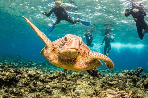 Great Barrier Reef Diving And Snorkeling Cruise From Cairns - Accommodation Newcastle 3